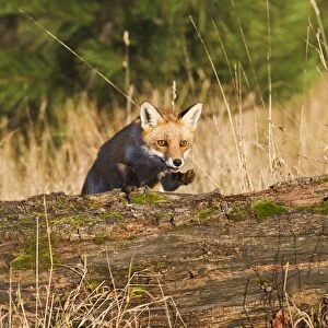 Red Fox - jumping over log - controlled conditions 15084