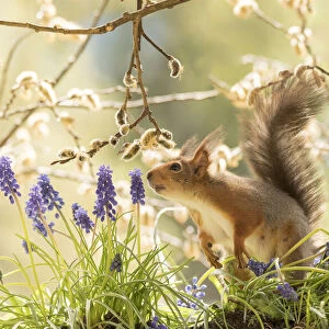 Red Squirrel with grape hyacinth