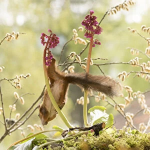 red squirrel is hanging upside down from a Bergenia flower
