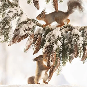 Red squirrel holding a pinecone and looking up at a squirrel on a branch