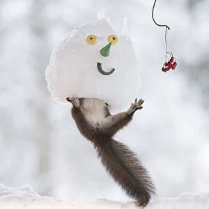 Red squirrel jumping with a snowmans mask