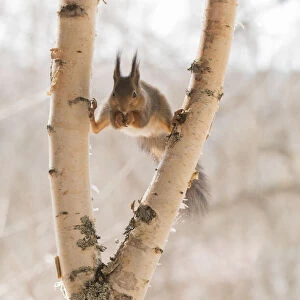 Red Squirrel in a split between birch tree branches