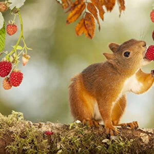 red squirrel is standing on a tree trunk eating raspberries