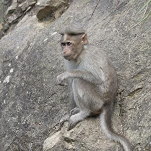 Rhesus Macaque or Monkey Found from Afghanistan through India to northern Thailand. Their name was given to the hereditary blood antigen Rh-factor also found in humans