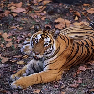 Royal Bengal / Indian Tiger - famous tigress Sita Bandhavgarh National Park, India