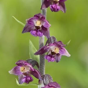 Royal helleborine Orchid - Apuan Alps - Italy