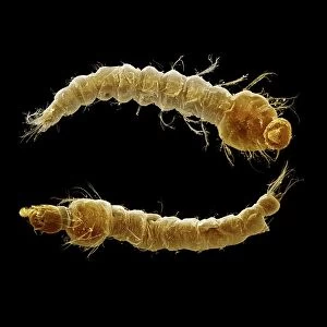 Scanning Electron Micrograph (SEM): Mosquito larvae. ; Magnification x 40 (A4 size: 29. 7 cm width)