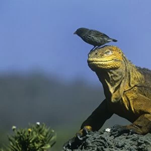 Small Ground FInch - perched on head of land iguana - Galapagos Islands
