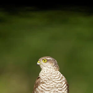 Sparrowhawk - Female at forest pool Accipiter nisus Hungary BI016377