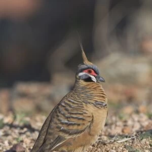 Spinifex Pigeon - They are adapted to life in the arid spinifex covered regions of central and western Australia where they are permanent residents. They live in small coveys but sometimes 50 or more congregate