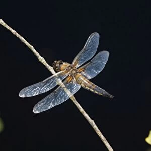 Four Spotted Chaser - Cornwall - UK