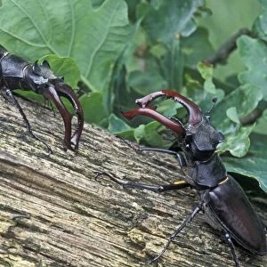 Stag Beetle - Two males defending their territory - The Netherlands, Drenthe