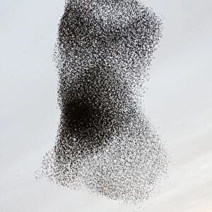 Starling Flock