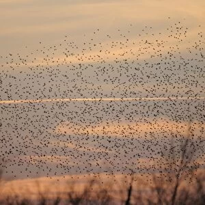 Starlings - flock in flight - Shapwick Heath - Westhay - Somerset