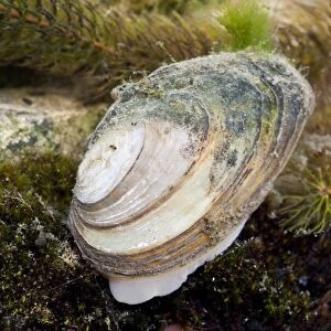 Swan Mussel - showing foot emerging from shell. England, UK