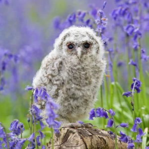 Tawny owl - youngster in bluebell woodland Bedfordshire UK 005516