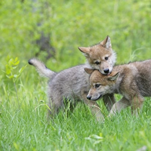 Timber / Grey Wolf - cubs. Minnesota - USA