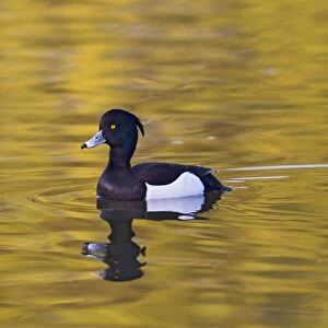 Tufted Duck - male swimming - Hertfordshire UK 12343