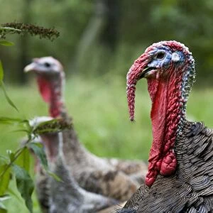 Turkey - male in foreground with two female turkeys in background