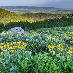 USA, Wyoming. Arrowleaf balsamroot wildflowers in meadow, summer, Caribou-Targhee National Forest Date: 10-07-2019