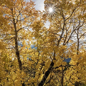 USA, Wyoming. Sunburst through the autumn aspen, Grand Teton National Park. Date: 26-09-2020