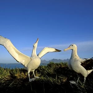 Wandering Albatross - Courtship display - Albatross Island - South Georgia - Antarctica JPF30619