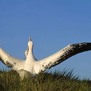 Wandering Albatross - courtship - wings outstretched - Albatross Island - South Georgia