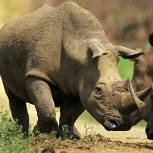 White Rhinoceros - Butting horns in territorial dispute (no injury will occur), Hluhluwe-Umfolozi Game Reserve, KwaZulu-Natal, South Africa JPF37677