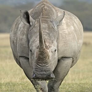 White rhinoceros. Nakuru - Kenya - Africa