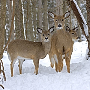White-tailed Deer (Odocoileus virginianus) in deep snow after a snow storm - Upstate New York - Doe and fawns - Found over much of the U. S. -southern Canada and Mexico and introduced elsewhere in the world - Lives in forests-swamps