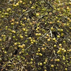 Wild Crab Apples - in masses on tree - New Forest in autyumn - Hampshire