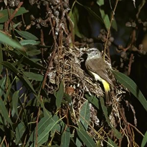 Yellow-rumped Thornbill - at nest - Central Australia JPF07835