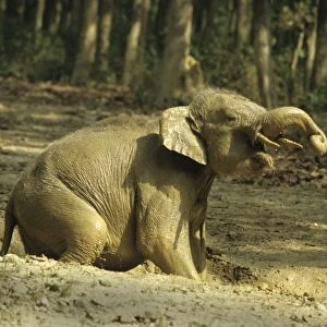 Young Indian / Asian Elephant playing in the rain filled waterhole. Corbett National Park, India