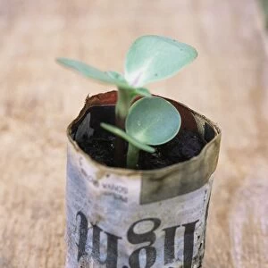 Biodegradable newspaper pot