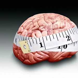 Brain size, conceptual image