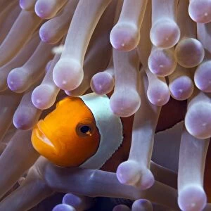 Clownfish in sea anemone