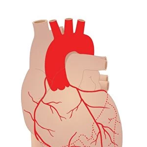 Coronary arteries, artwork