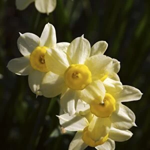 Daffodils (Narcissus Minnow )