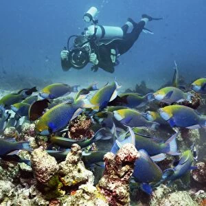 Diver with parrotfish C014 / 2919