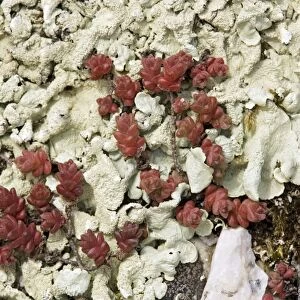 English stonecrop (Sedum anglicum, red)