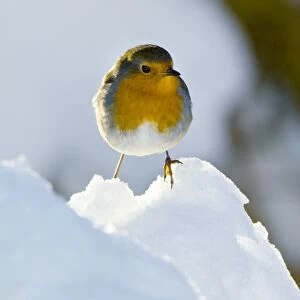 European robin in snow