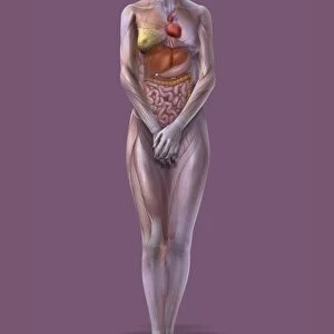 Female body, artwork