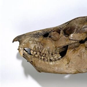 Giant lemur skull C013 / 6684