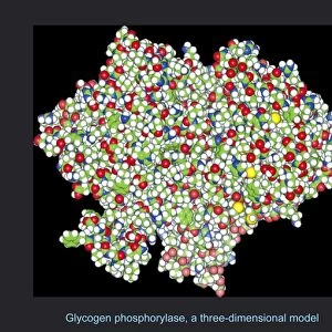 Glycogen phosphorylase, molecular model