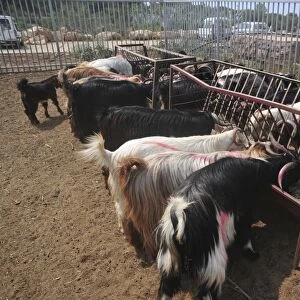 Goat Dairy farm