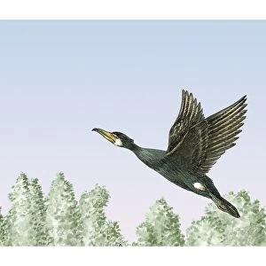 Great cormorant, artwork C016 / 3298