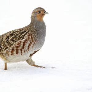Grey partridge in snow C018 / 0880