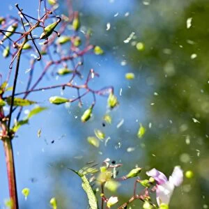 Himalayan balsam seed dispersal
