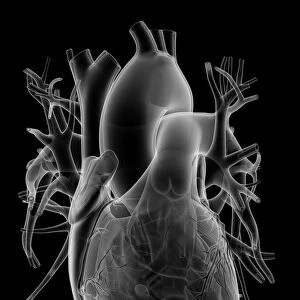 Human heart, anatomical artwork