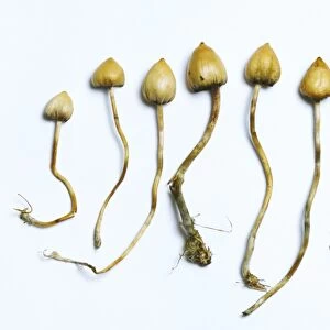 Magic mushrooms (Psilocybe semilanceata)